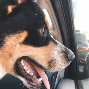 Meet your Posher, Suzanne